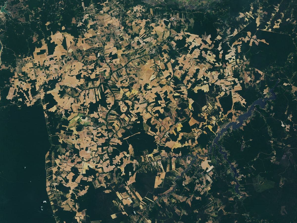 Imagen satelital de parcelas agrícolas abiertas en el bosque